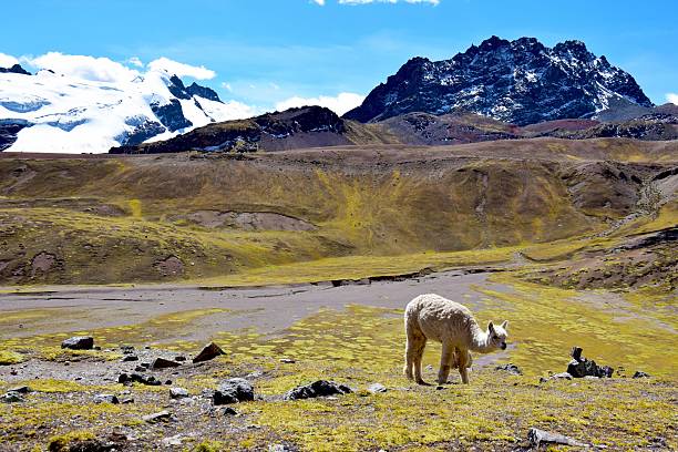 istock Alpaca portrait in the Vilcanota mountain range. 2229091894