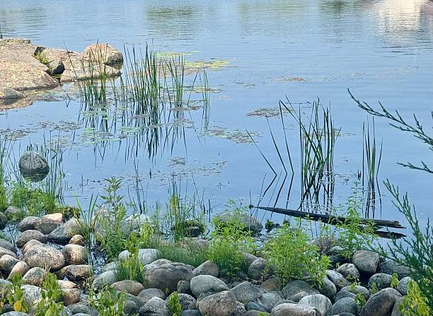 istock Ontario Wetlands 2229094491