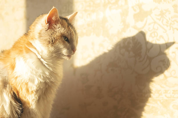 istock Beautiful tricolor cat in the sunset 2229094575