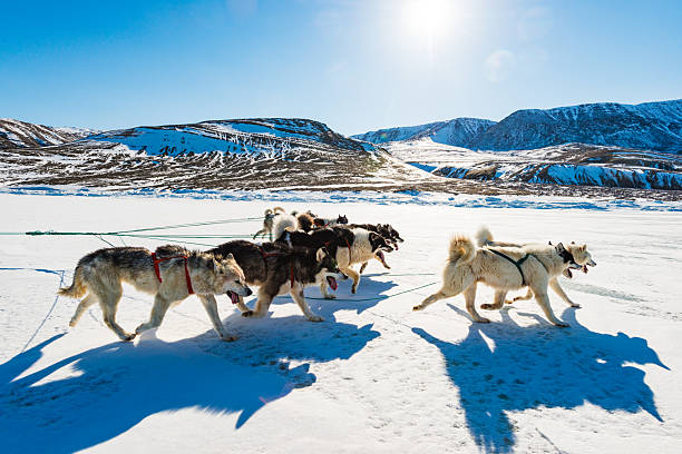 istock Huskies running on frozen sea while pulling a sledge across Greenland's snowy landscape 2229094585