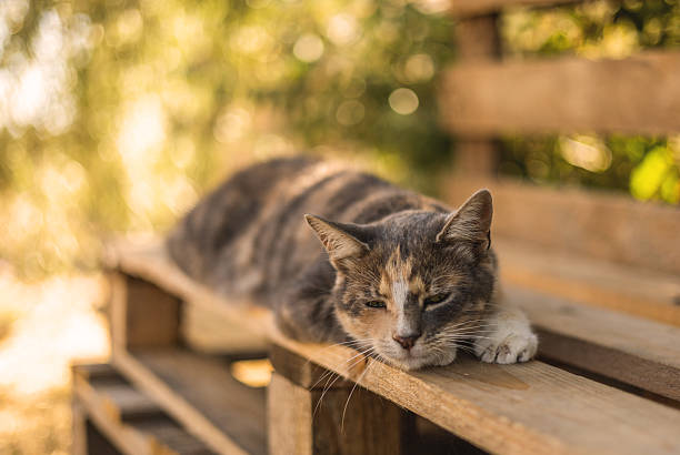 istock A grey cat is dozing on a bench in the garden 2229094623