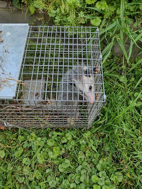 istock Animal in cage on ground 2229096563