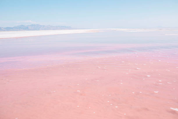 Pink Great Salt Lake, Utah