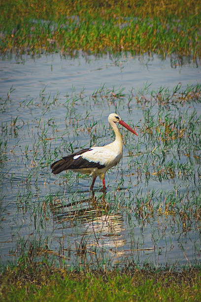 istock White Stork in Wetlands 2229108959
