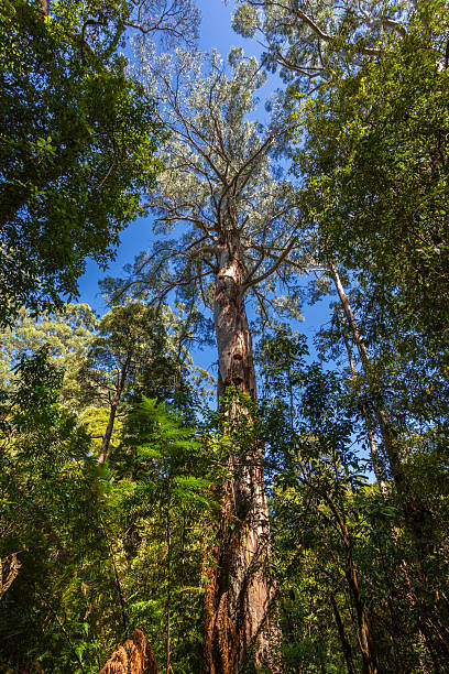 istock Towering Eucalyptus Trees in a Forest near Melbourne, Australia 2229113124