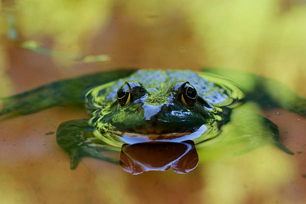 portrait of waterfrog
