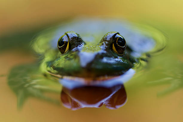 portrait of waterfrog