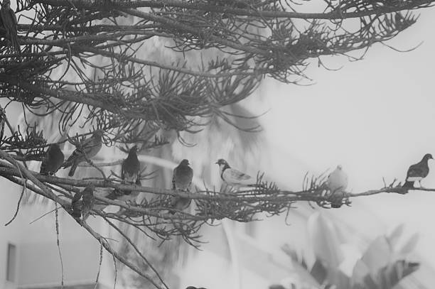 istock Pigeons Resting on a Branch in black and white 2229116635