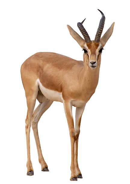 istock Arabian Gazelle (Gazella arabica) standing on white background 2229116808