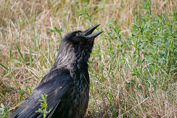 A black Raven Sitting in the Grass with Open Beak.