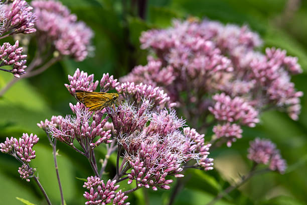 This image shows a view of a brown and yellow Skipper butterfly on a Joe-Pye wildflower, with defocused background.