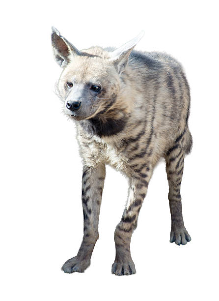 istock Spotted Hyena (Crocuta crocuta) standing on white background. 2229121314