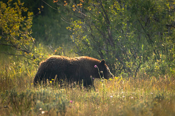 A foraging bear strides through soft light and blooming thistles in a peaceful forest clearing in Grand Teton National Park.