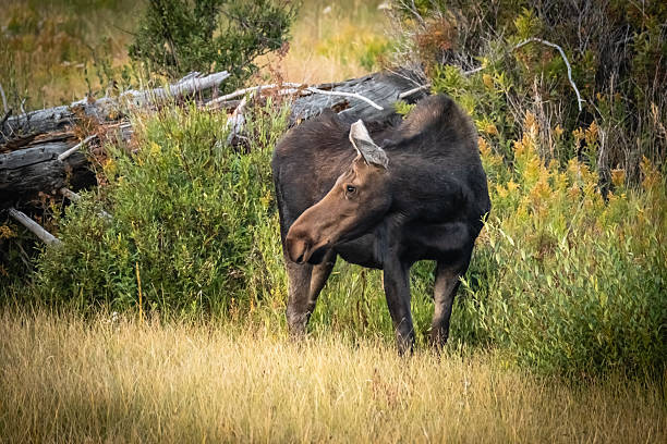 istock Cow Moose Scans the Landscape 2229122896