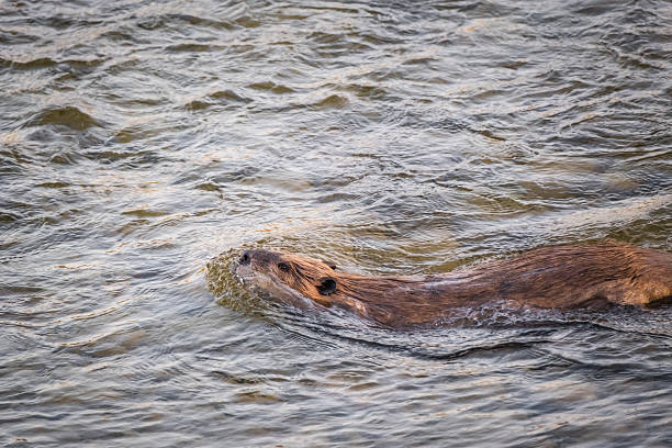 A lone beaver cuts smoothly through the surface of a river in Grand Teton National Park.