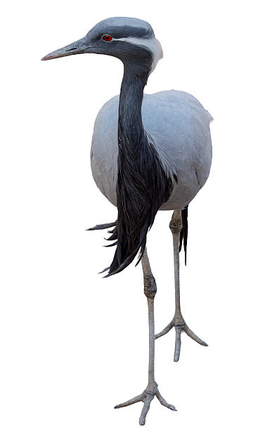 istock Demoiselle Crane (Anthropoides virgo) on white background 2229125866