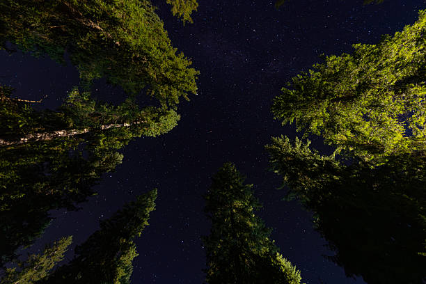 istock Milky Way galaxy shining over a dark forest. 2229126871
