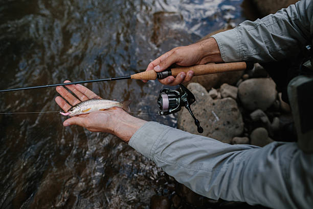 istock Fisherman holding freshly caught trout in river 2229128281