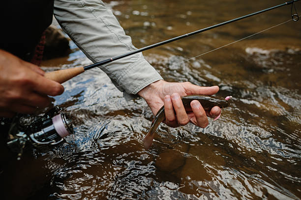 istock Fisherman releasing small trout back into river after catching 2229128400