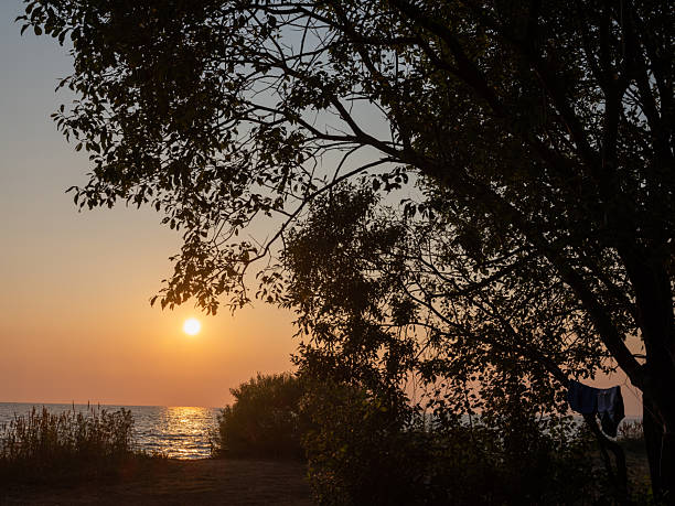 istock tree silhouette and sunset over the sea 2229129577