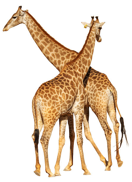 istock Giraffes (Giraffa camelopardalis) mother and calf 2229129585
