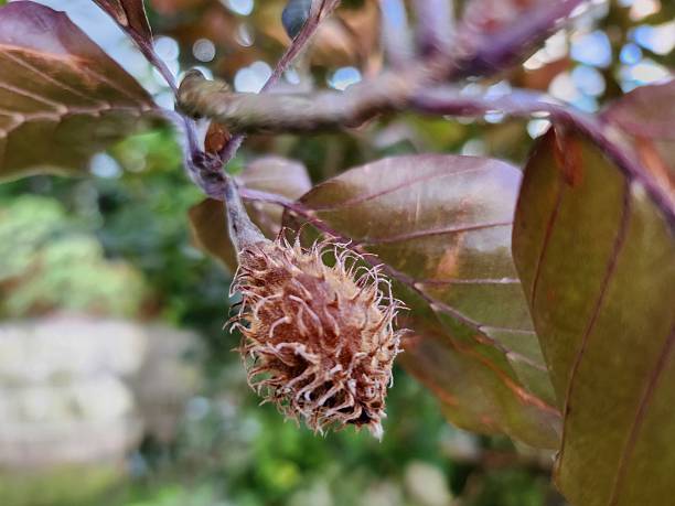 istock The fruit of the tree. 2229129807