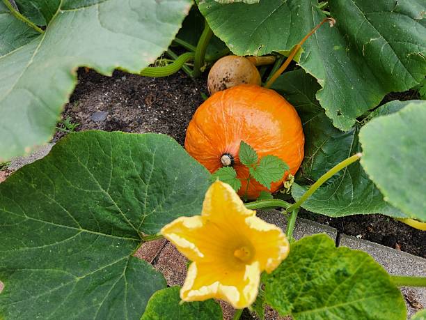 istock Pumpkin in the garden. 2229129868