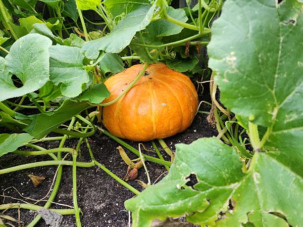 istock The pumpkin in the garden. 2229129869