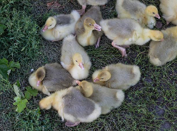 A close-up view of fluffy yellow and grey goslings resting together on a grassy field in warm sunlight. Adorable baby geese with soft feathers, symbolizing spring, nature, and new life in the countryside.