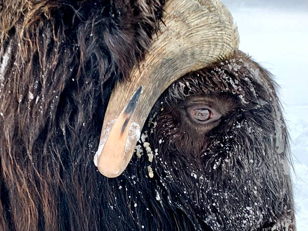 istock CU Musk ox in profile in winter 2229131711