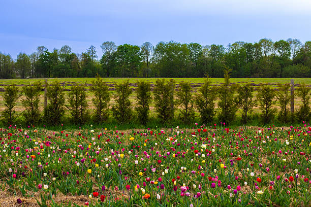 istock Vibrant Tulip Field Blooming Beneath a Cloudy Sky in Springtime Countryside 2229132474