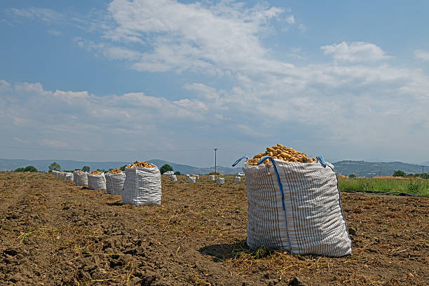 istock Potatoes filled into large sacks in the field after harvest. 2229132826