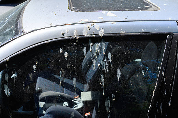 istock A Dirty Car Window with Bird Droppings. Concept Urban cleaning problems. 2229133194