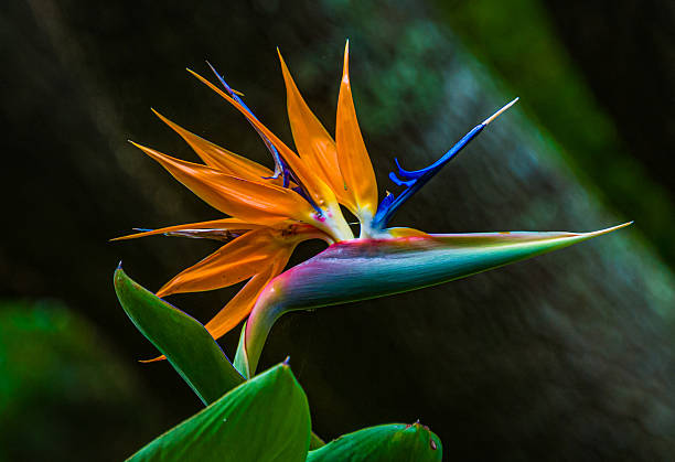 Close up of a colorful Bird of Paradise flower blooming against a natural dark background in a Cape Cod garden on an  early August morning.
