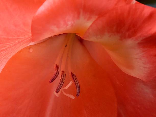 Zoomed in view of the form of the vibrant red petals and stamen of a Gladiolus flower