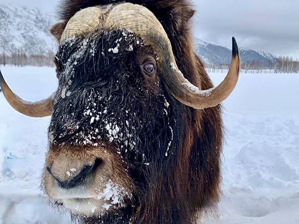 istock CU Musk ox tilts head up to camera 2229135089