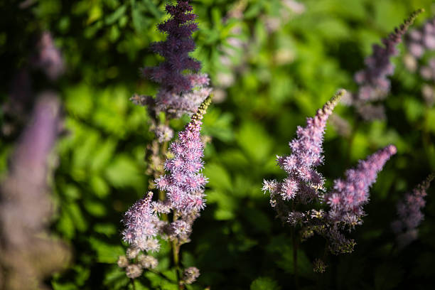 Astilbe chinensis flower in formal garden at public park.Copenhagen - Denmark.