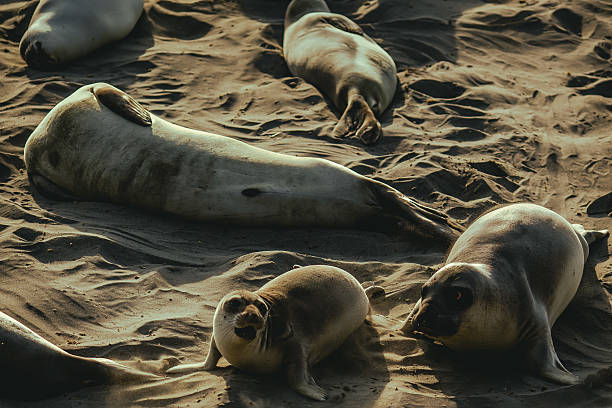 istock Sea lions on the beach 2229137423