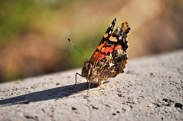 Colorful butterfly casts its shadow with the sun