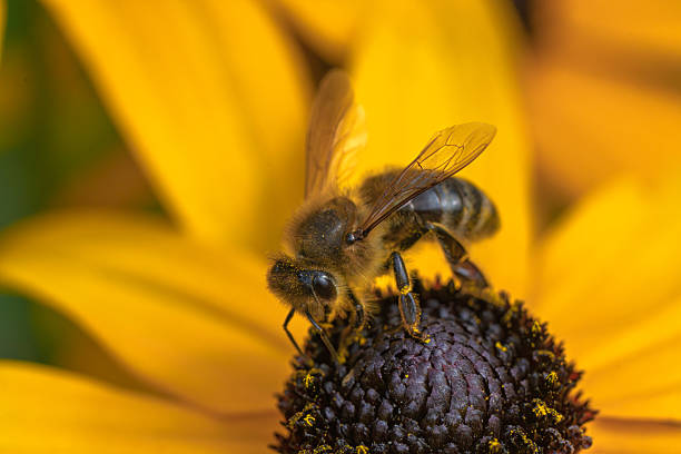 istock Honeybee covered in pollen on yellow coneflower macro 2229141110