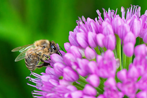Macro shot of a honey bee (Apis mellifera) feeding on a blooming purple allium flower. Bright green background, vivid colors. Concept of pollination, biodiversity, and environmental health.