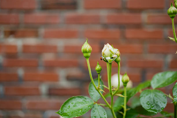 An intricate study of a Rosa indica, showcasing its vivid pink hues and detailed petal structure, surrounded by lush green foliage. The softness of light highlights the flower's nuanced textures and natural beauty.