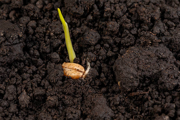 istock Closeup of wheat seed kernel germination in soil. 2229142480