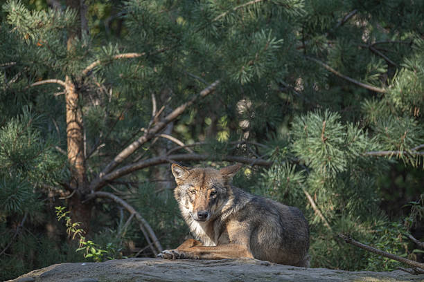 istock adult gray European wolf in natural environment, resting under tree 2229143042