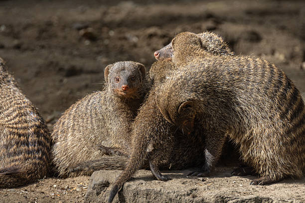 istock Banded Mongoose, group with baby, Mungos mungo 2229143056