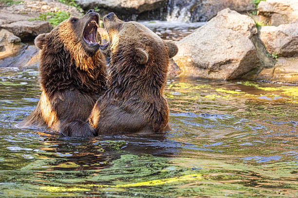 istock two Wild brown bear ,ursus arctos playing in water 2229143057