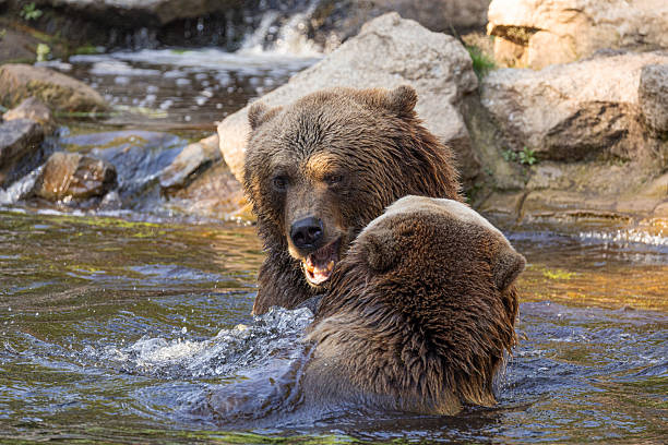 istock two Wild brown bear ,ursus arctos playing in water 2229143103