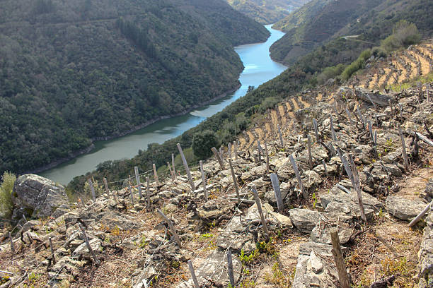 landscape with a river and vineyards in Ribeira Sacra