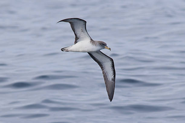 istock Cory's Shearwater in flight over sea 2229143439