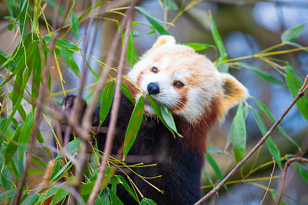 red panda Ailurus fulgens, lesser panda, is small mammal. a cute small fluffy animal with bright red thick fur and a wide cute muzzle sits on a tree and eats young bamboo shoots